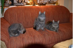 My three cat's in the evening :) solution