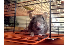 My little rat in it's cage solution